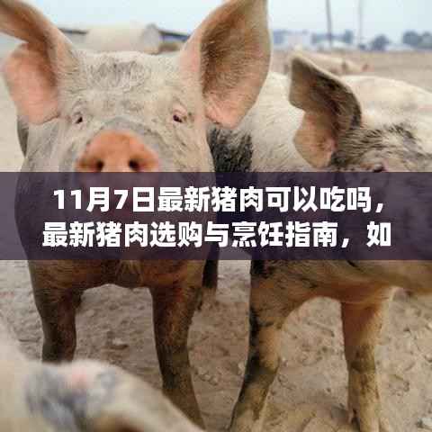 11月7日最新猪肉选购与烹饪指南,安全享用新鲜猪肉的方法