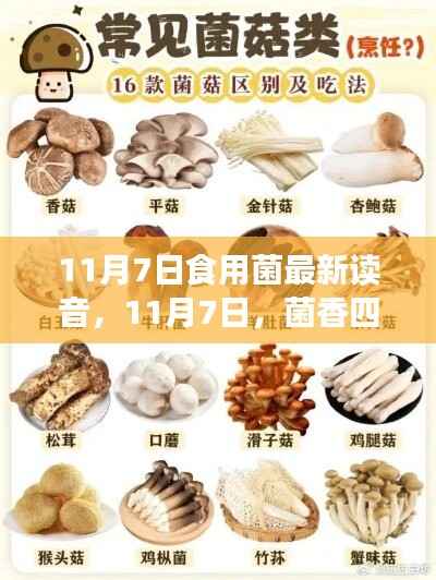 11月7日食用菌读音揭秘,菌香四溢的奇遇记