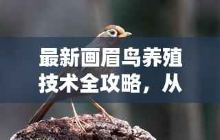 最新画眉鸟养殖技术全攻略,从入门到精通,教你如何养好画眉鸟(11月版)