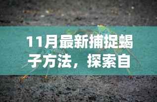 揭秘11月最新捕捉蝎子方法,探索自然秘境,心灵平静之旅开启