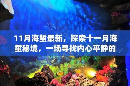 十一月海蜇秘境探索,深海之旅与内心平静的追寻