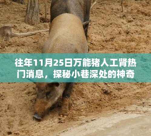 探秘神奇小店,万能猪人工肾热门资讯下的隐藏瑰宝揭秘