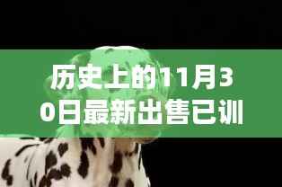 历史上的11月30日,已训练科目犬开启心灵与自然之旅