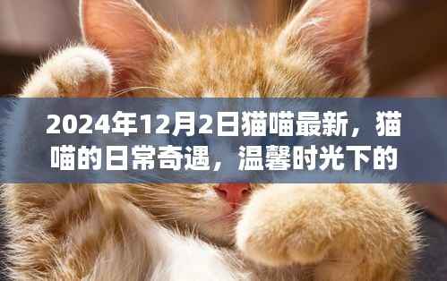 猫喵日常奇遇,友情与陪伴的温馨时光(最新2024年12月2日更新)