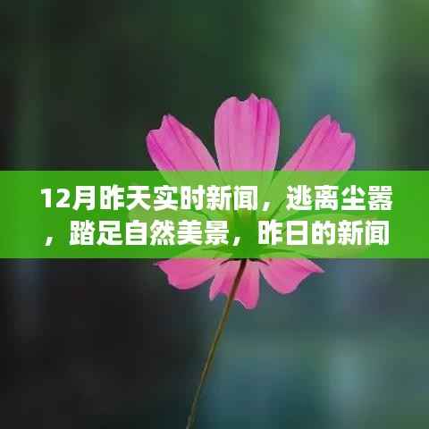 昨日新闻与今日心灵之旅,逃离尘嚣,踏足自然美景的奇妙之旅