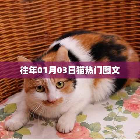 猫热门话题回顾,历年一月三日图文盘点