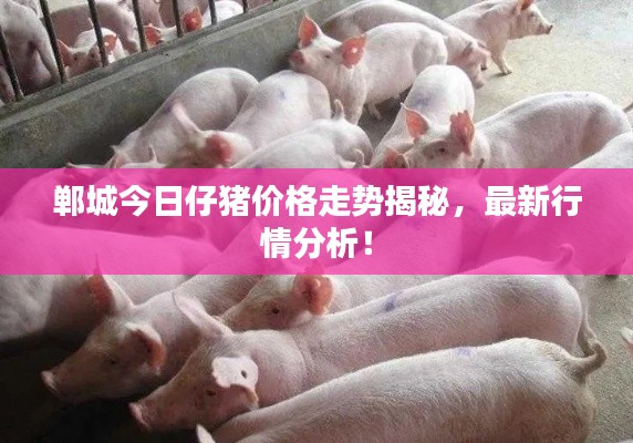 郸城今日仔猪价格走势揭秘,最新行情分析!