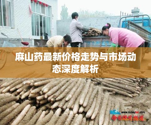 麻山药最新价格走势与市场动态深度解析