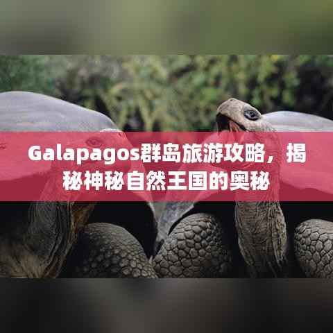 Galapagos群岛旅游攻略,揭秘神秘自然王国的奥秘