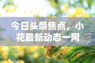 今日头条焦点,小花最新动态一网打尽